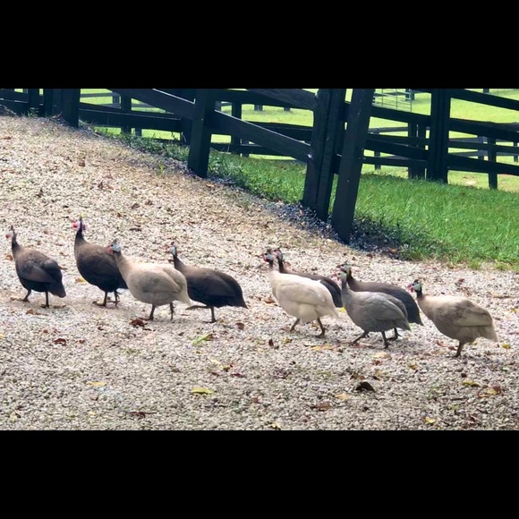 Price is too high?  Give “make an offer a try!” 🌻 - Picture 11 of 13